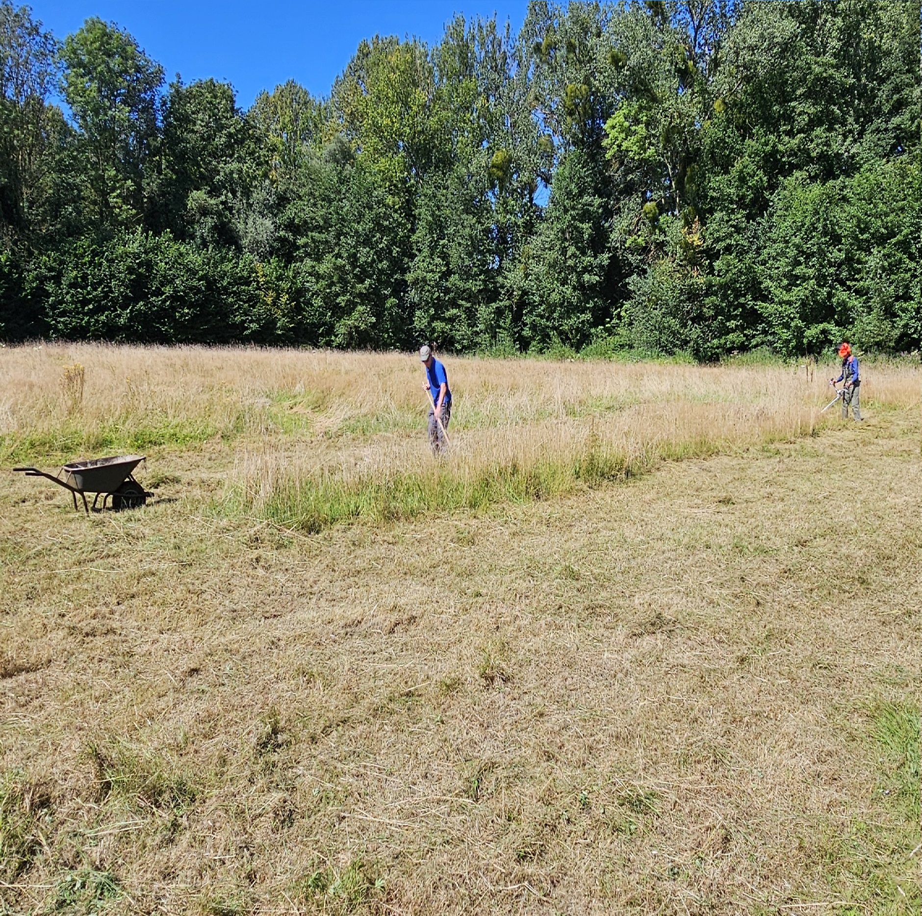Twee mensen maaien gras in een weide, met kruiwagen en bosachtergrond.