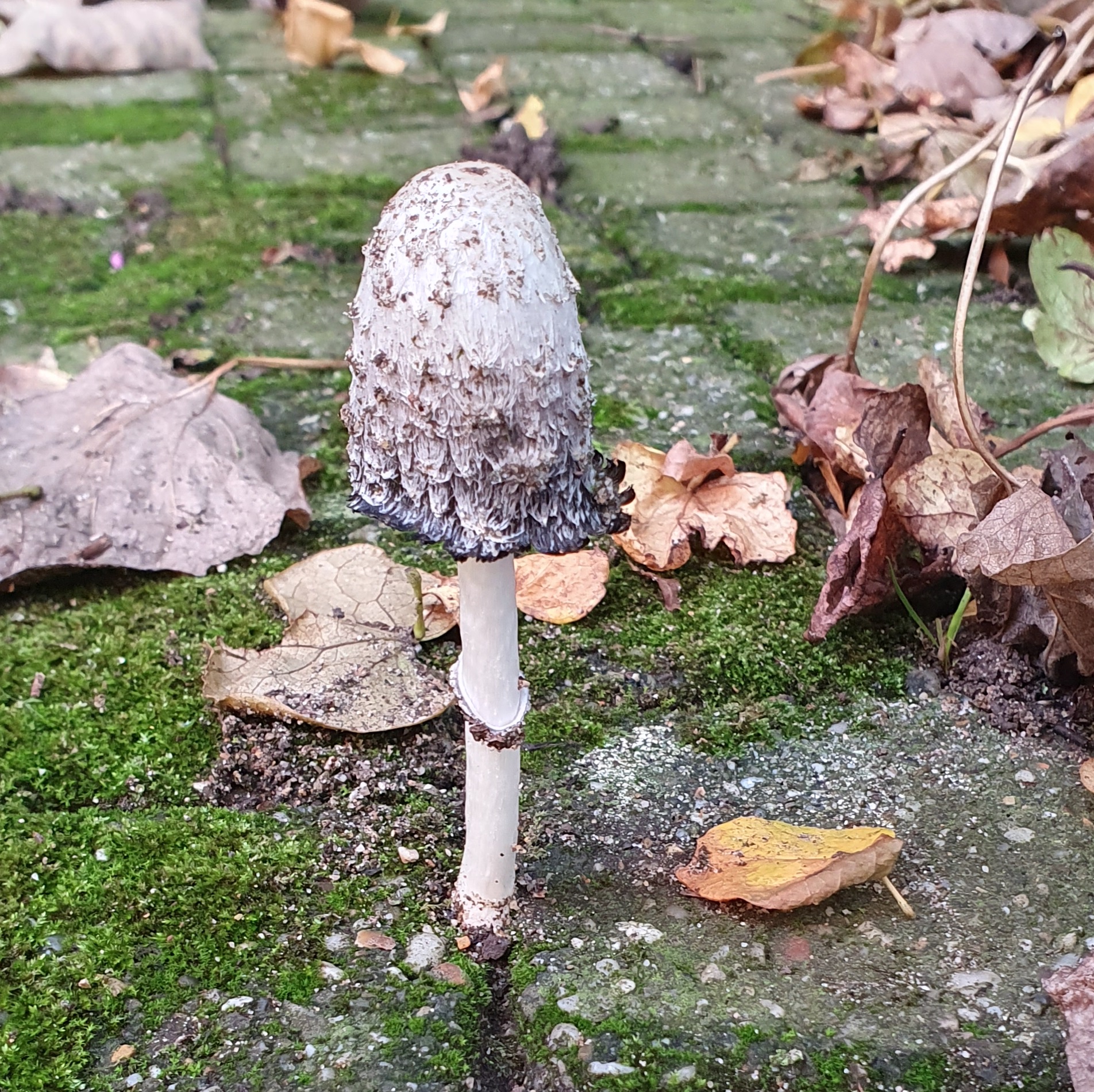 Een eenzame paddenstoel groeit tussen herfstbladeren op een met mos bedekte stoeptegel.