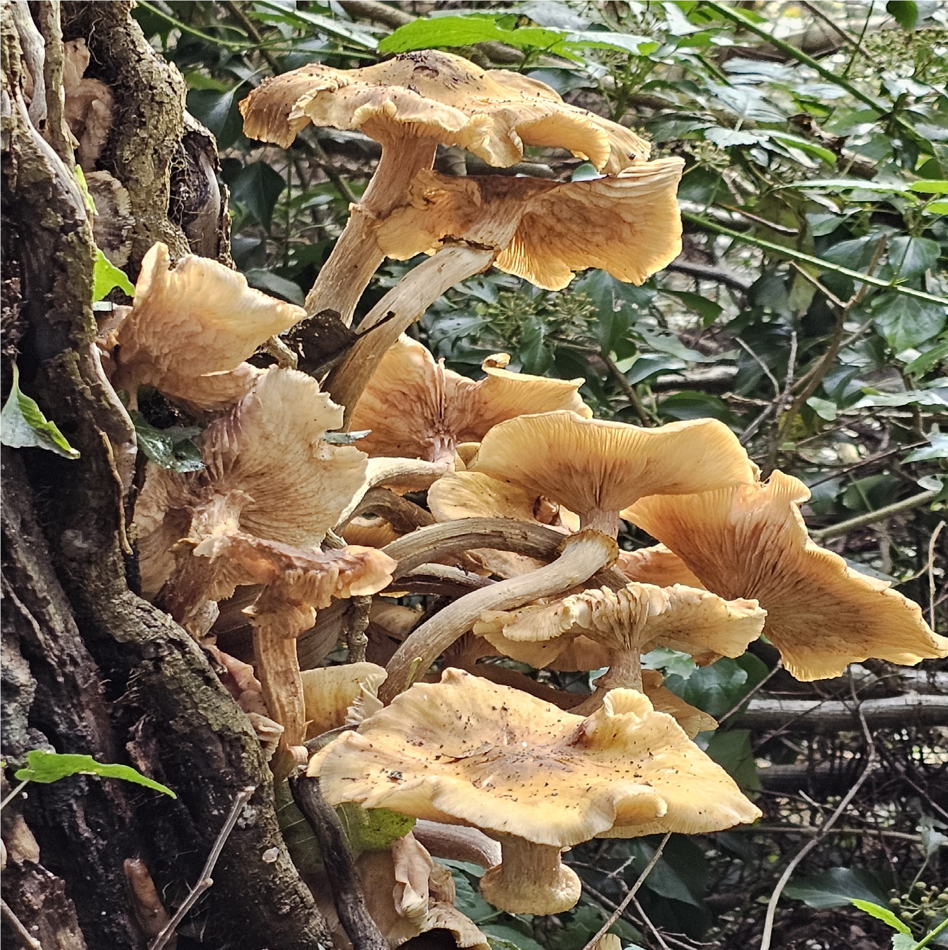 Oranje paddenstoelen groeien op een boomstam, omringd door groene bladeren in een bosrijke omgeving.