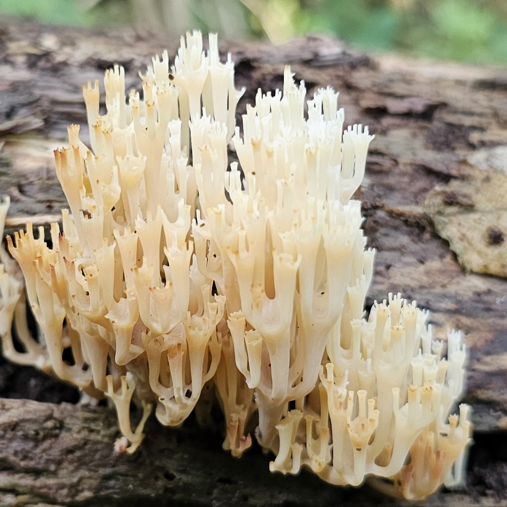 Witte koraalzwam groeit op een vochtige, oude boomstam in een bosachtige omgeving.