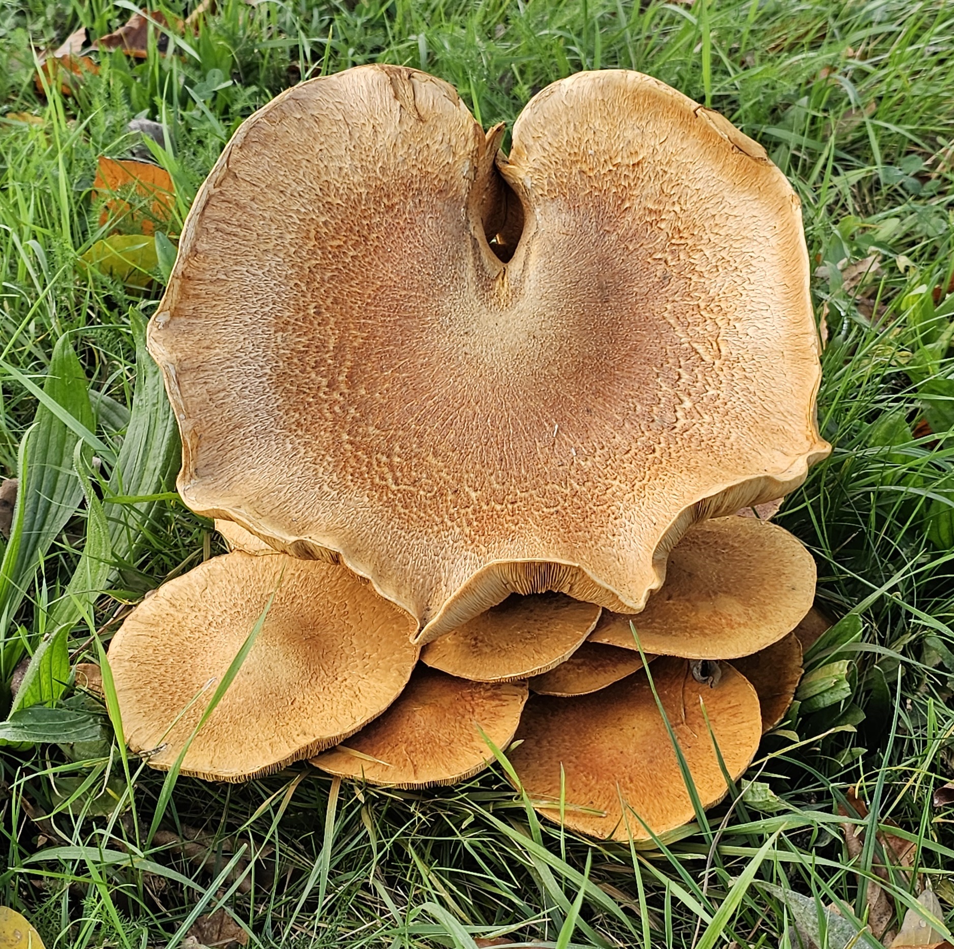 Grote, bruin/oranje paddenstoel in gras, met meerdere hoeden aan de basis.