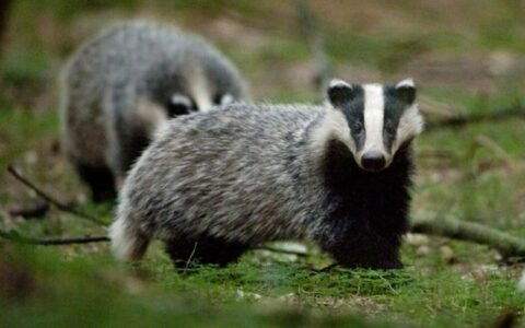 Twee dassen in een bos, met kenmerkende zwart-witte gezichten.
