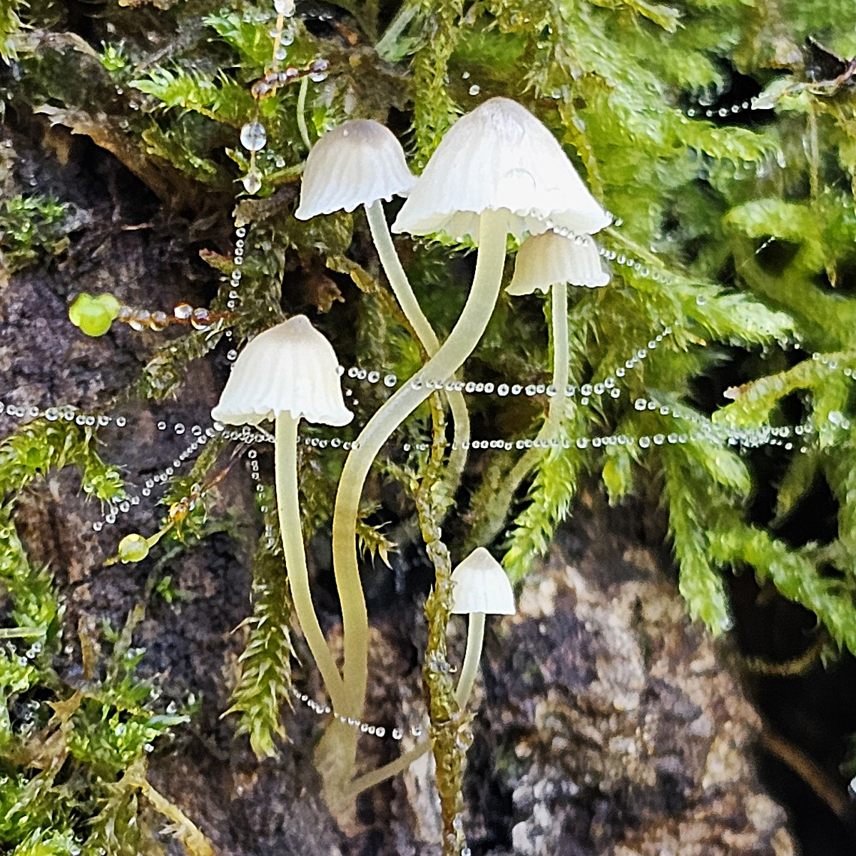 Witte paddenstoelen omringd door mos en druppels, hangend aan ragfijne spinnenwebben.
