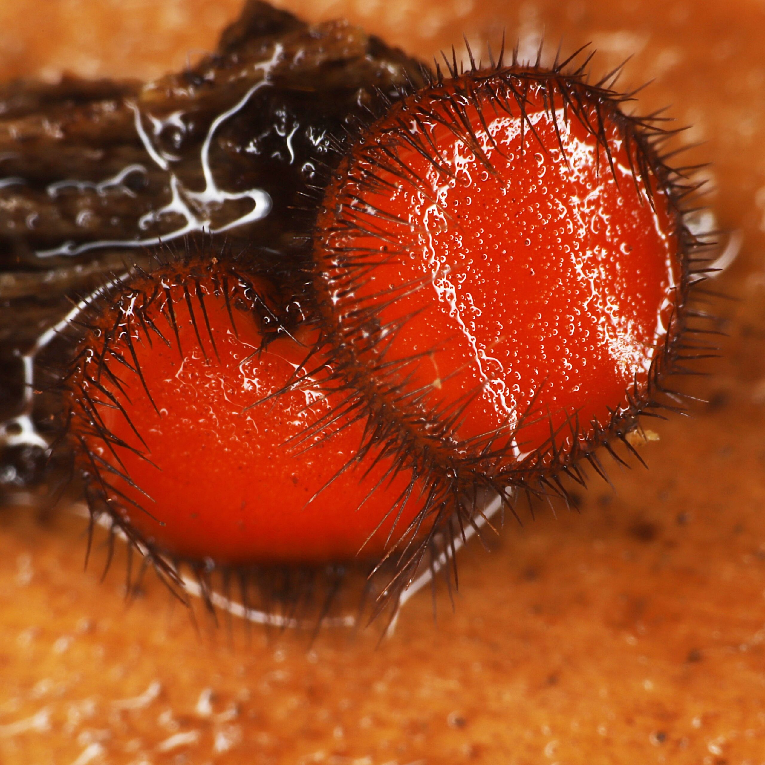 Twee rode, harige schijfzwammen op vochtig, bruin oppervlak.