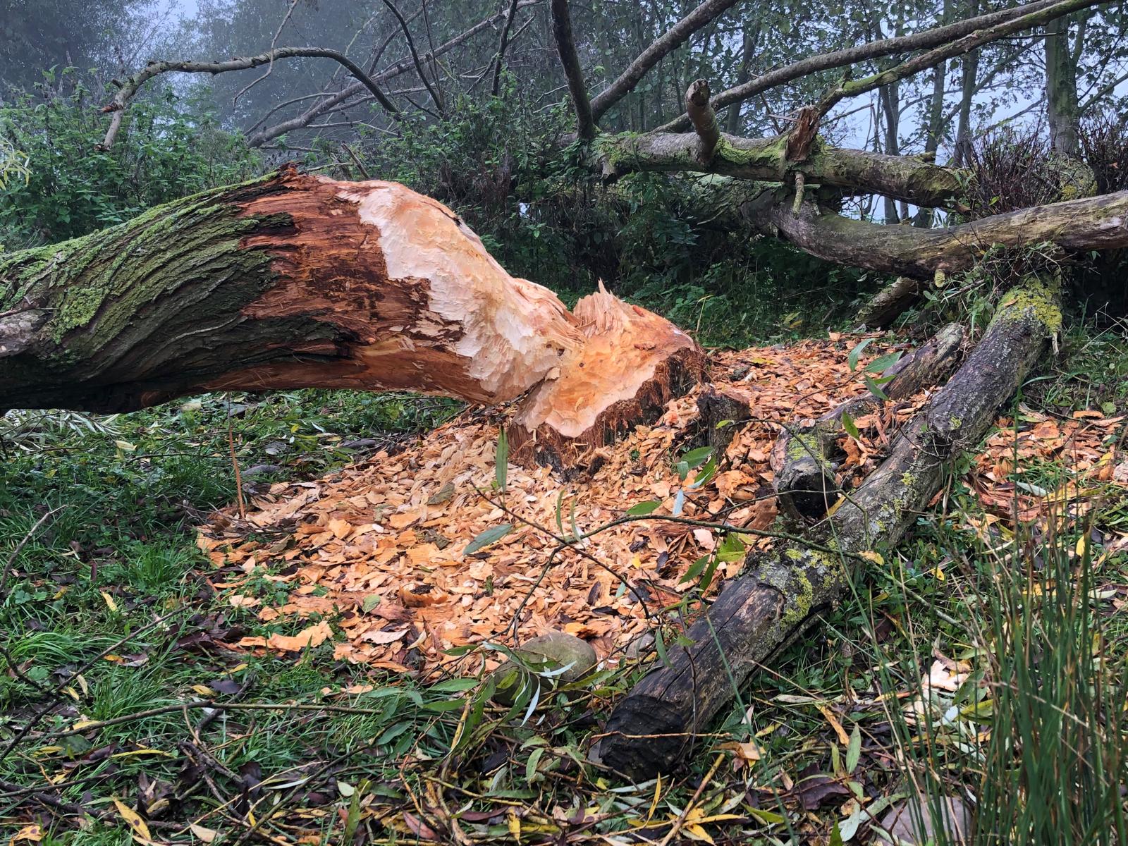 Omgevallen boom met knaagsporen van bevers en omringend hout en spaanders in een bosrijke omgeving.