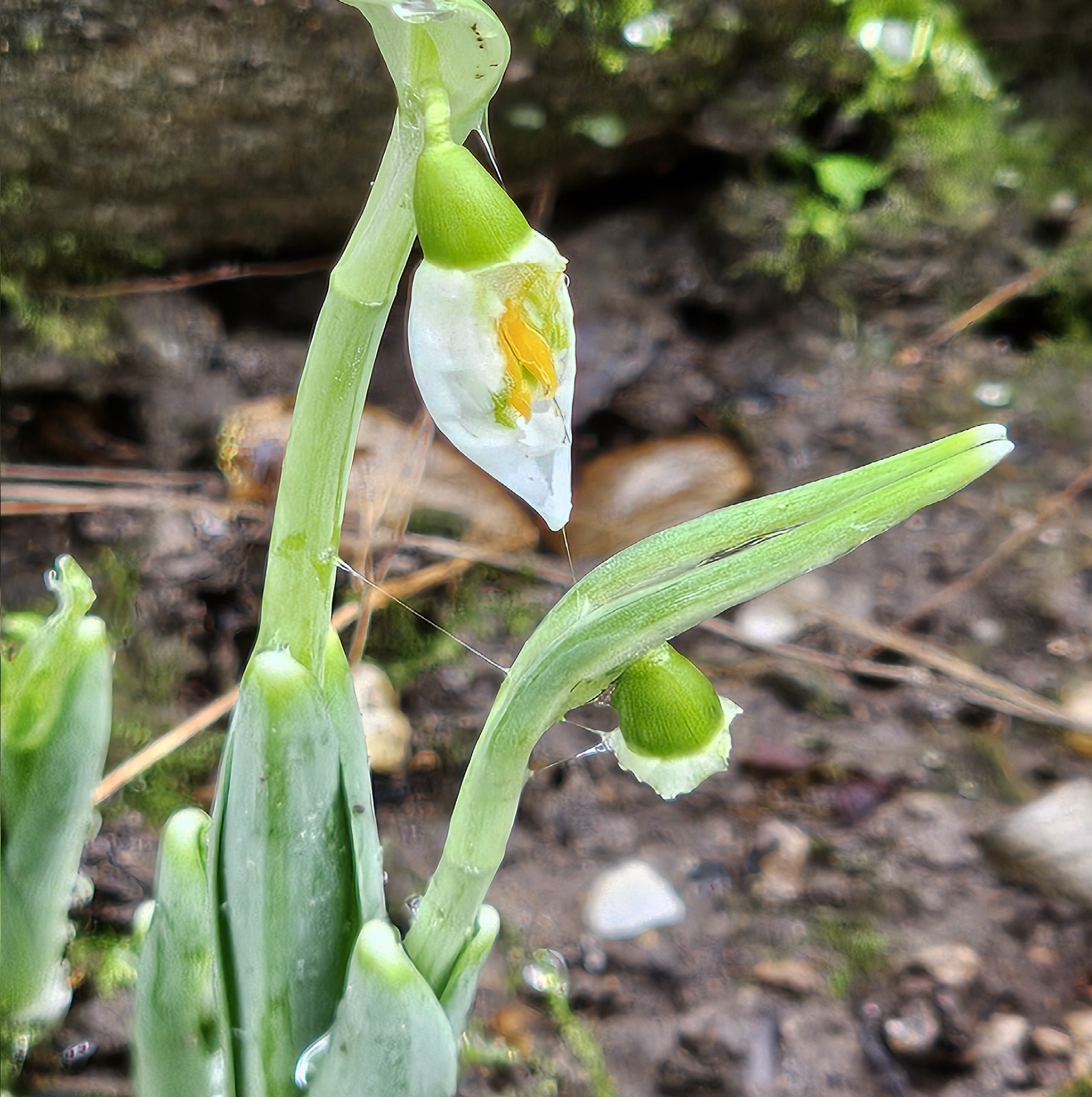 Groene plant in bloei met witte bloem en gele kern, op een modderige achtergrond.