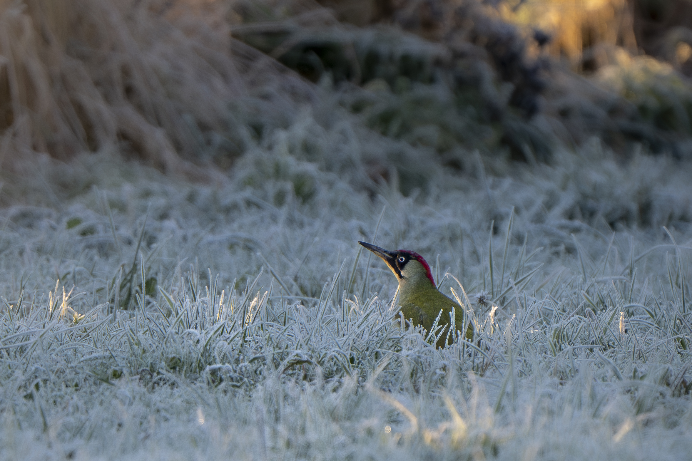 Specht in bevroren gras, kijkt omhoog; ochtendzon verlicht ijskristallen op sprieten.