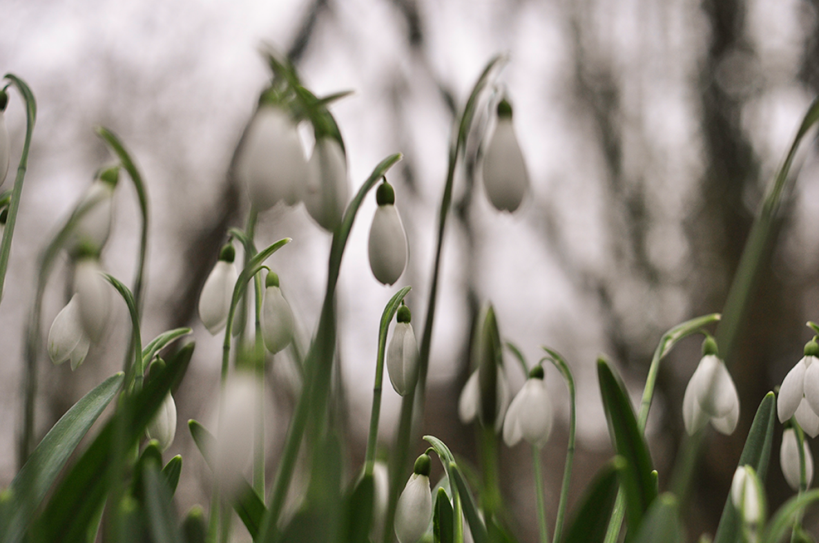 Sneeuwklokjes in bloei met een wazige achtergrond van bomen.
