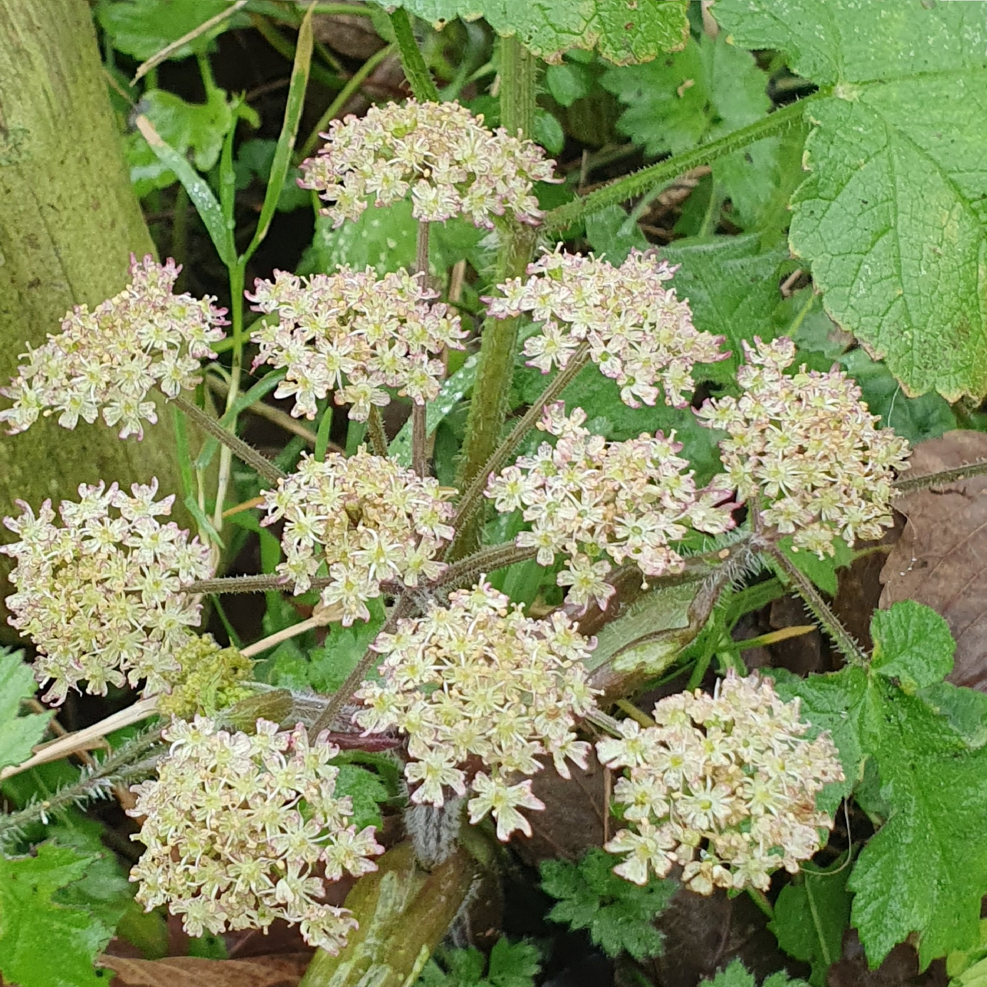 Bloeiend scherm van wilde bloemen met groene bladeren in een natuurlijke omgeving.