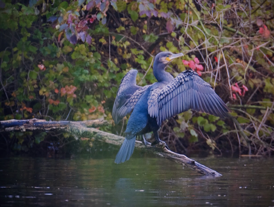 Aalscholver op tak boven water met uitgespreide vleugels, omgeven door herfstbladeren.
