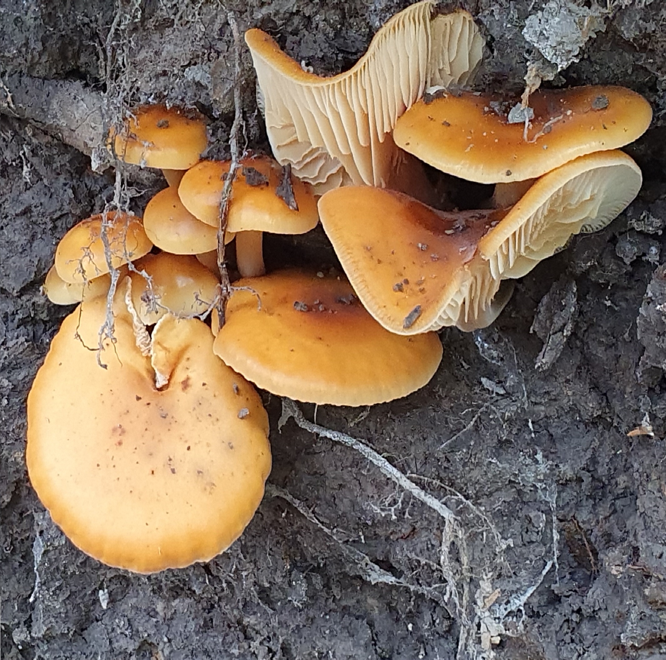 Oranje paddenstoelen groeien op een modderige ondergrond, met zichtbare lamellen en wortels.