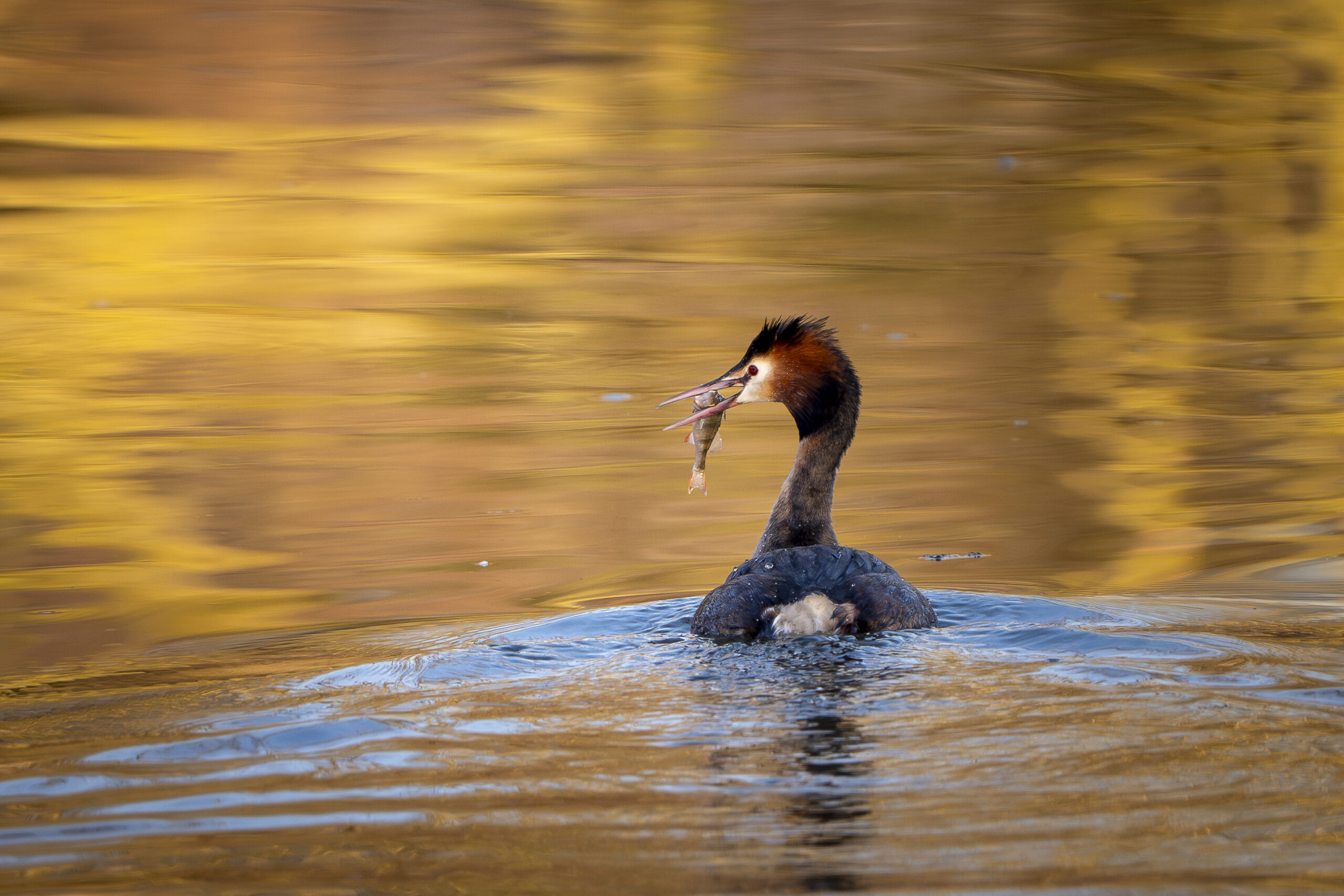 Kuifduiker met vis in bek op goudkleurig water.