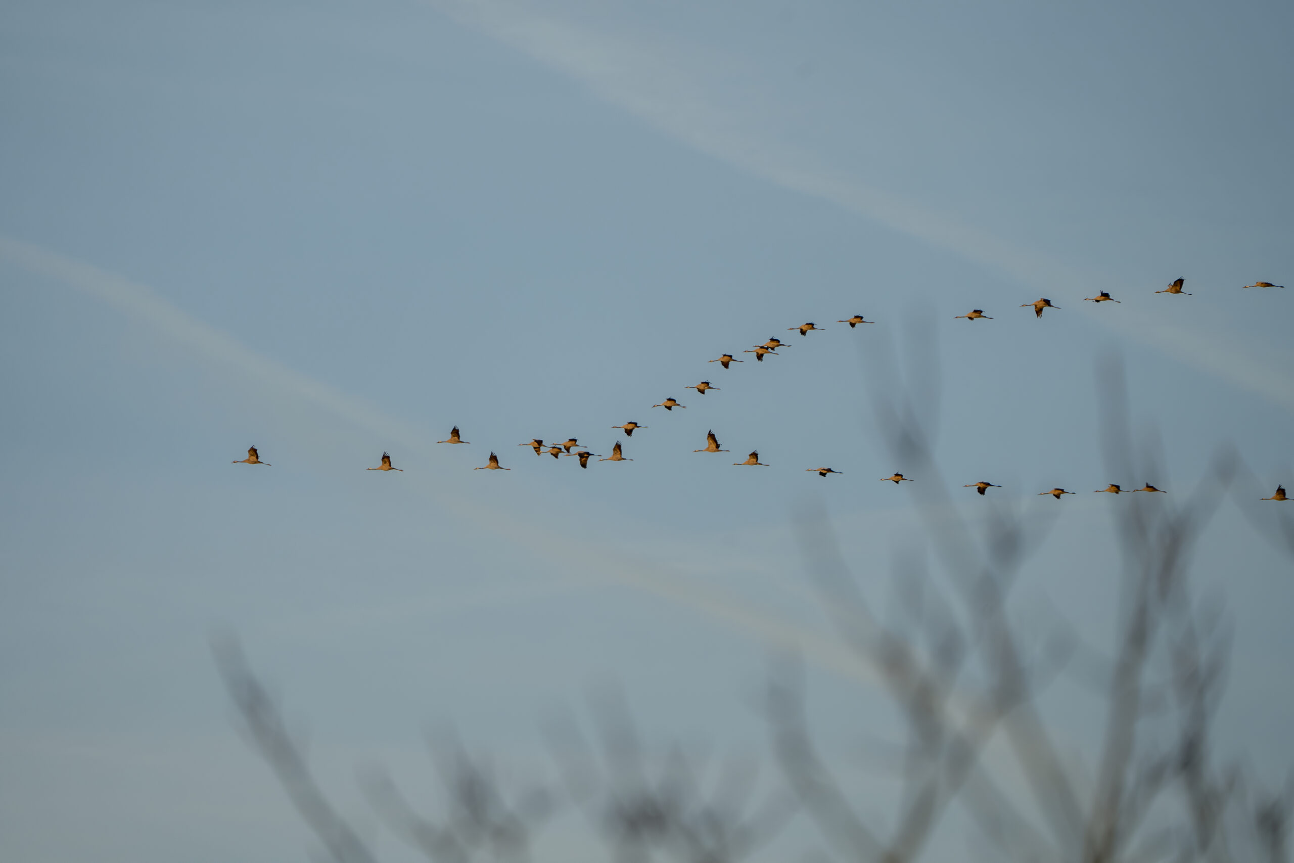 Vormende vogels in V-formatie tegen een blauwe hemel met takken op de voorgrond.