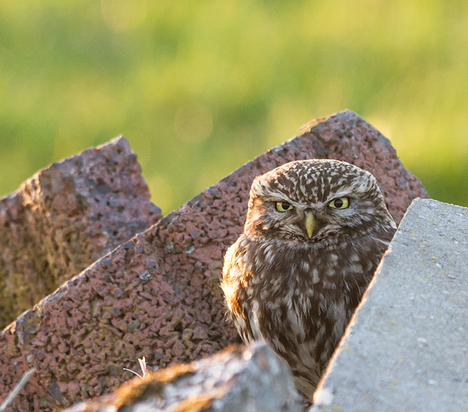 Uil verscholen tussen stenen, kijkt serieus met felgele ogen, op een zonnige, groene achtergrond.