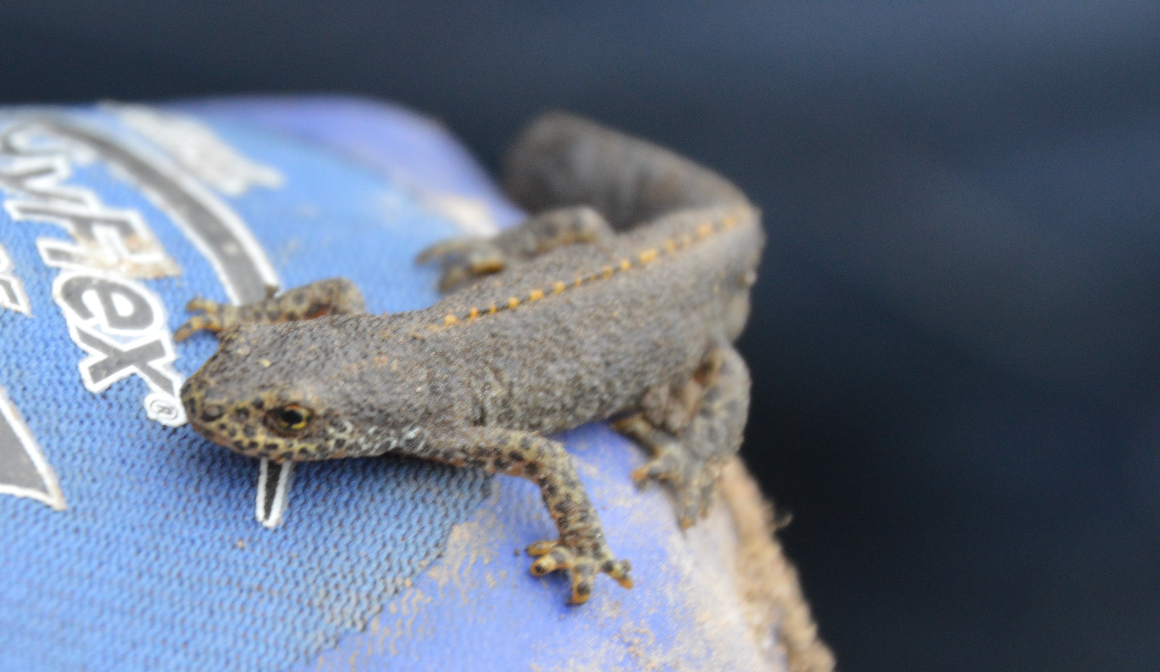 Een bruine hagedis met een gele streep zit op een blauwe handschoen.