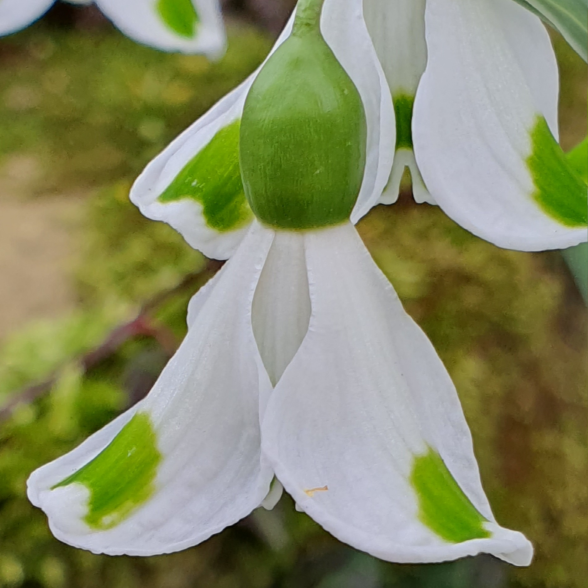 Close-up van een sneeuwklokje met witte bloemblaadjes en groene accenten.