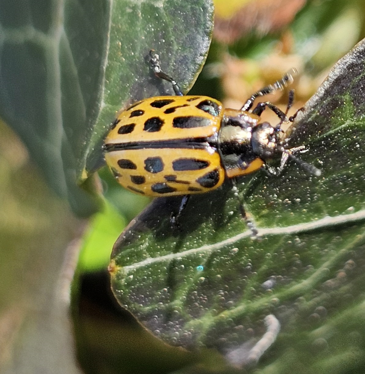 Geel-zwarte kever op groene bladeren, gedetailleerd vastgelegd, daglicht.
