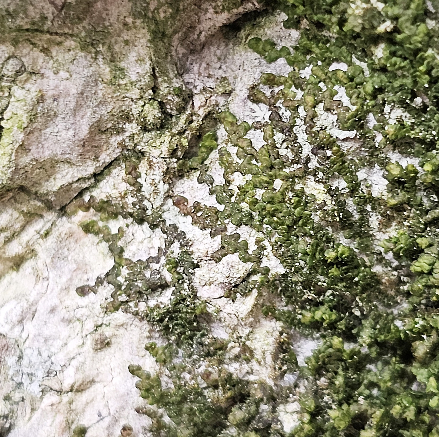 Natuurlijke rots bedekt met groene mosvlekken en korstmossen.