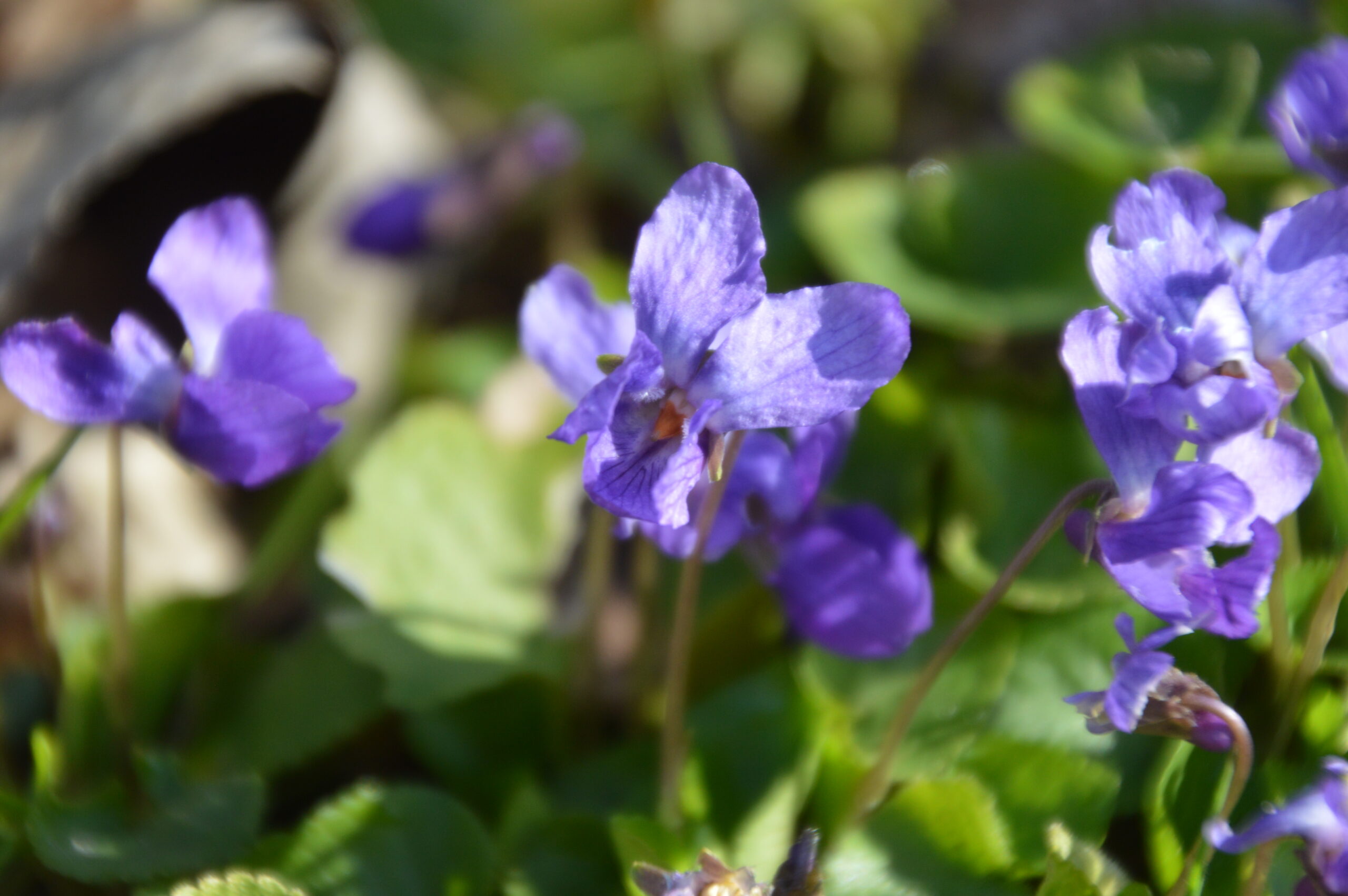 Paarse bloemen bloeien tussen groene bladeren in de zon.