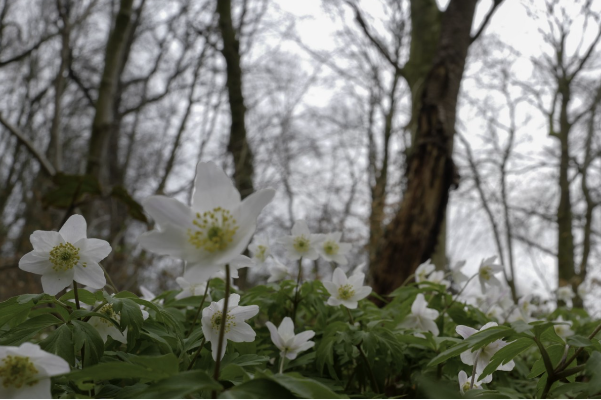 Witte bloemen bloeien in een bos, met kale bomen op de achtergrond.