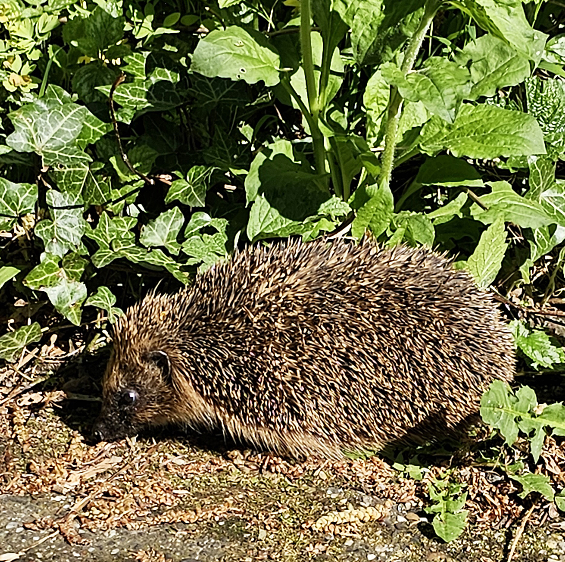 Egel wandelt over een bosgrond, omringd door groene bladeren en zonlicht.