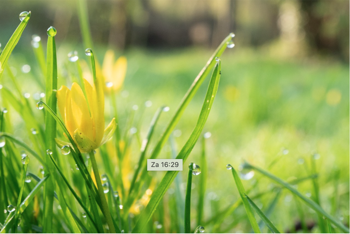 Gele bloem omringd door gras met dauwdruppels, in ochtendlicht.