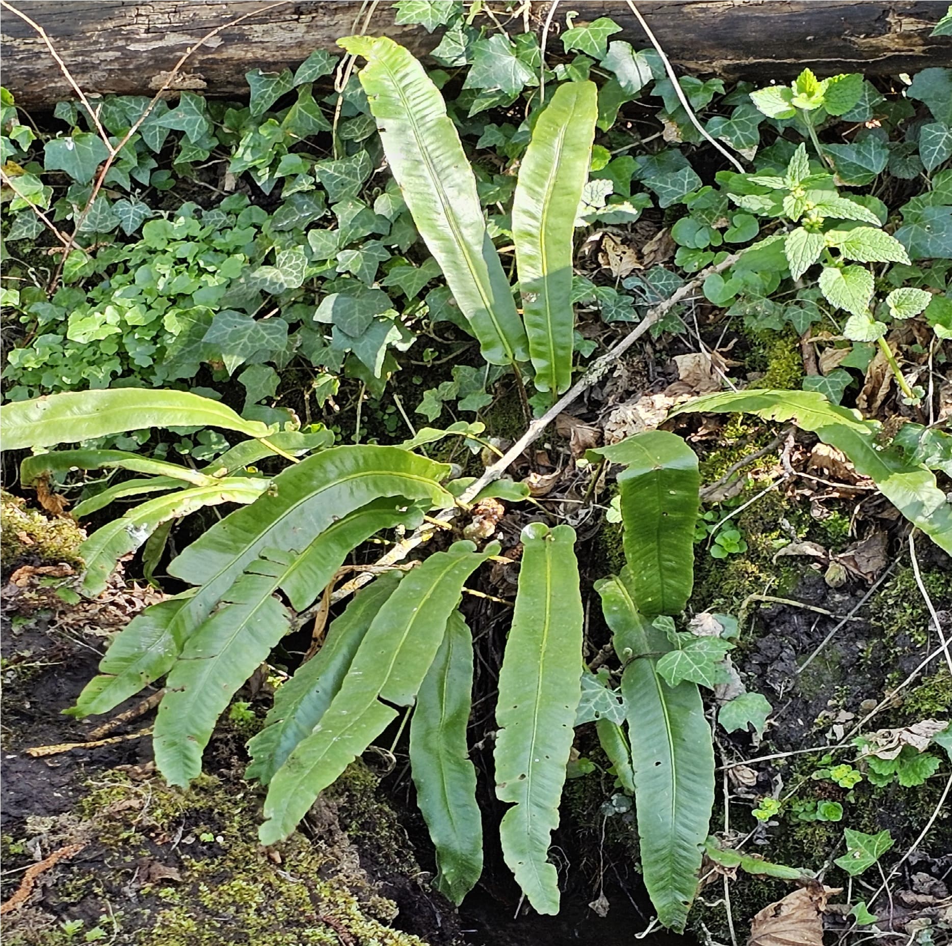 Varenplant tussen klimop en mos in een bosachtige omgeving.