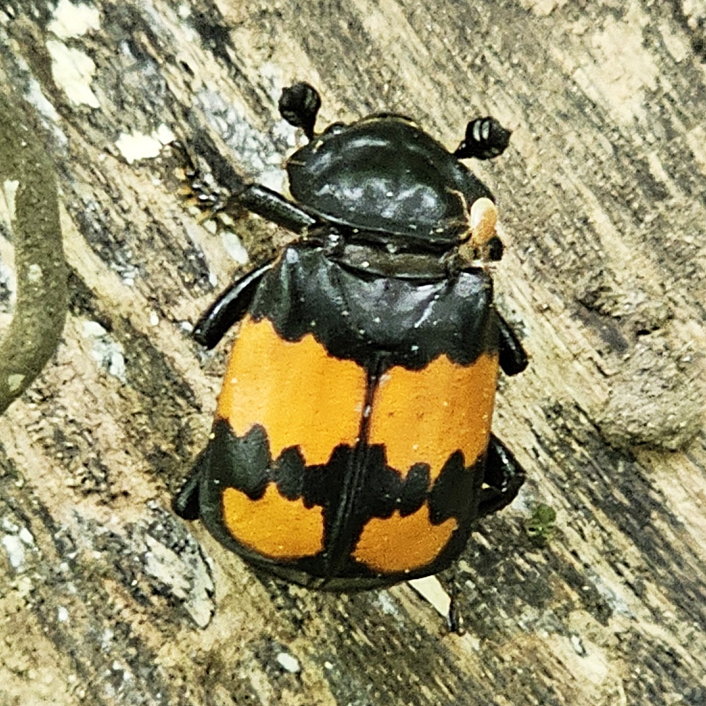 Oranje-zwarte kever op een boomschors.