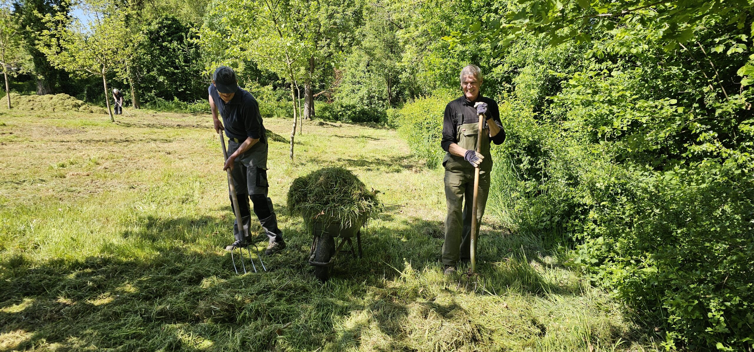 Twee mensen harken gras in een zonnige, groene tuin. Eén man laadt een kruiwagen vol met gras.