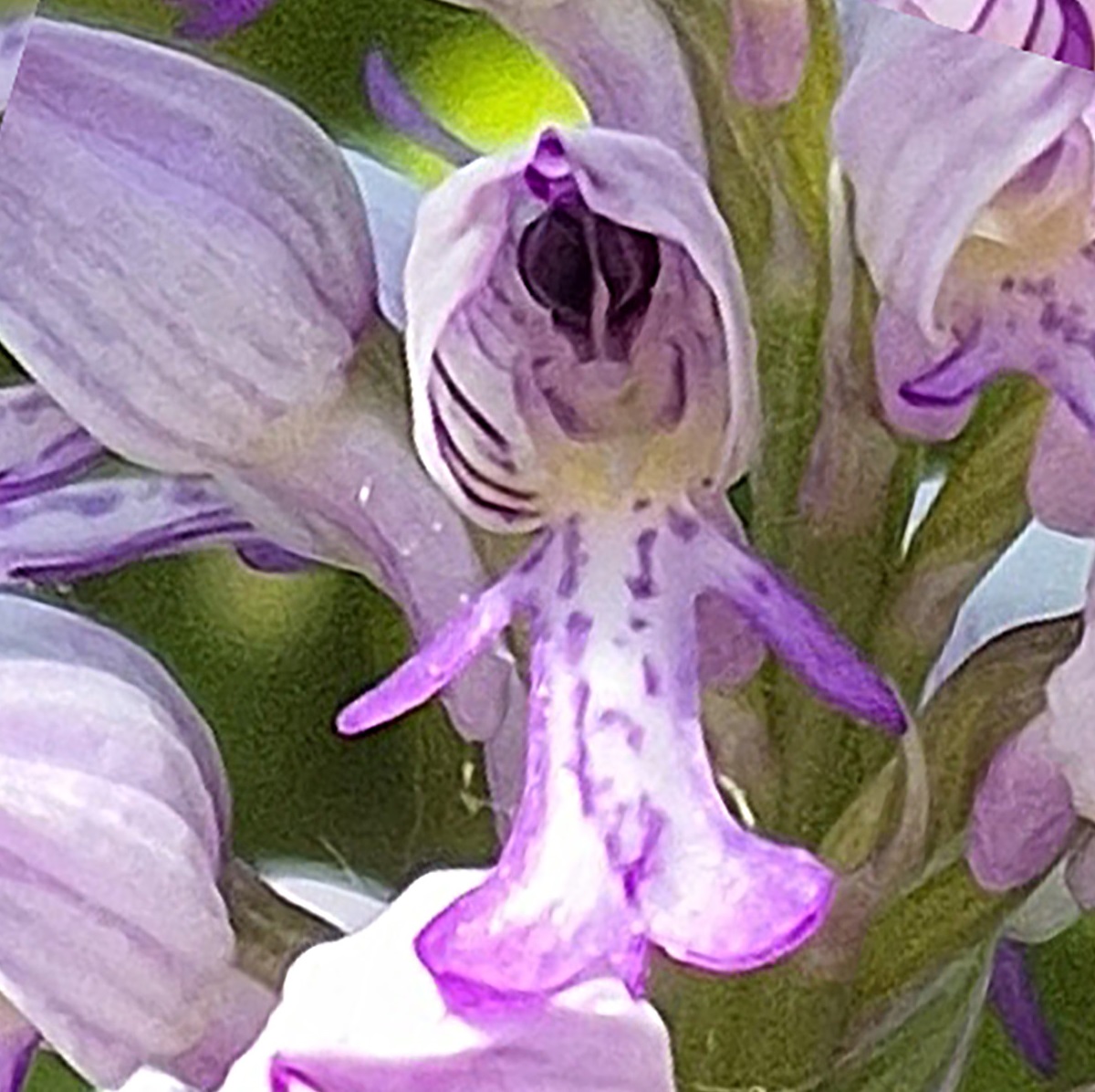 Paarse bloemen met uitgesneden, menselijke vorm, dichtbij gefotografeerd met groene achtergrond.