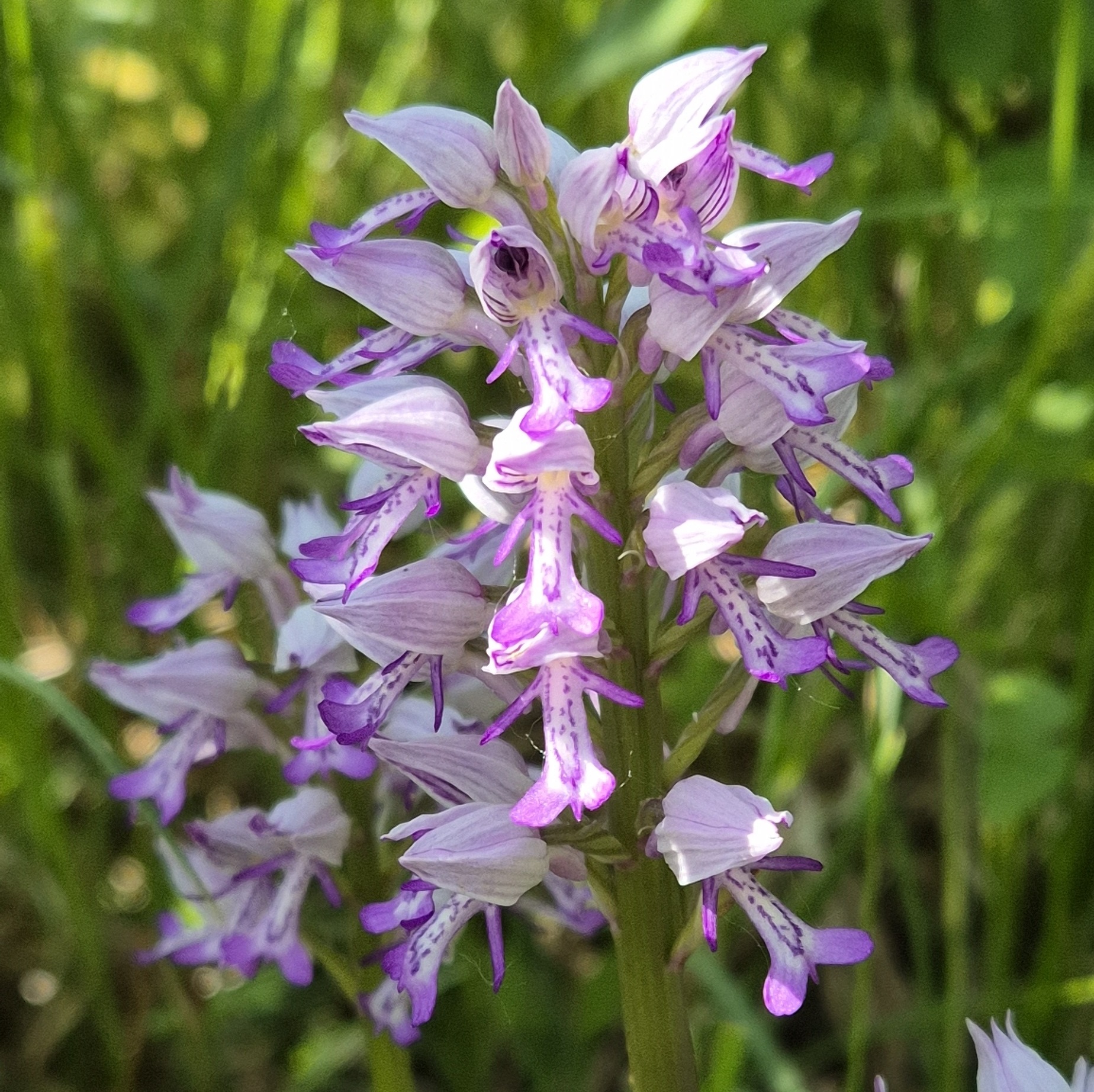 Lichtpaarse orchidee bloemen in bloei tegen een groene achtergrond.