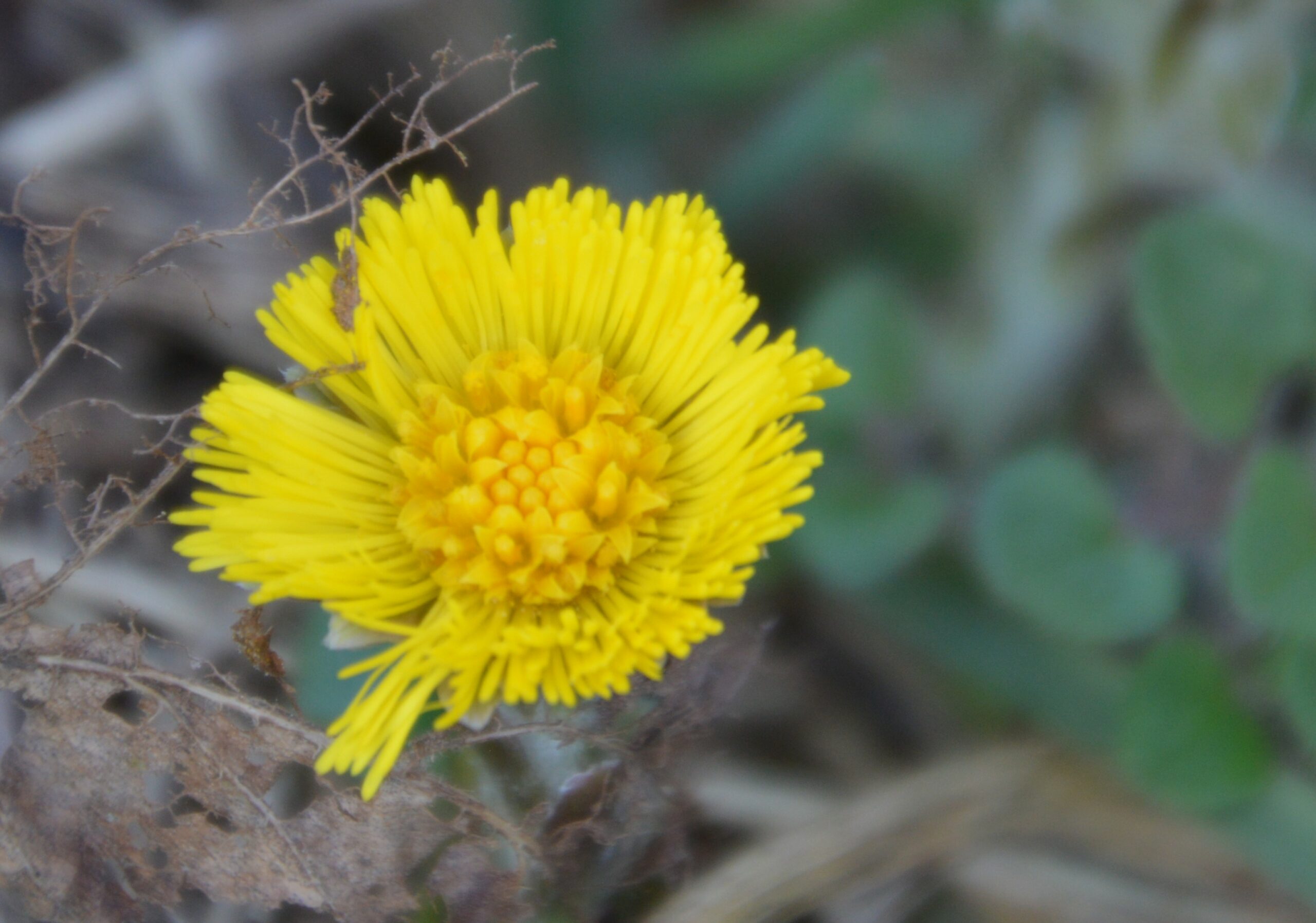 Gele bloem met dunne bloemblaadjes tegen een achtergrond van droge bladeren en groen.