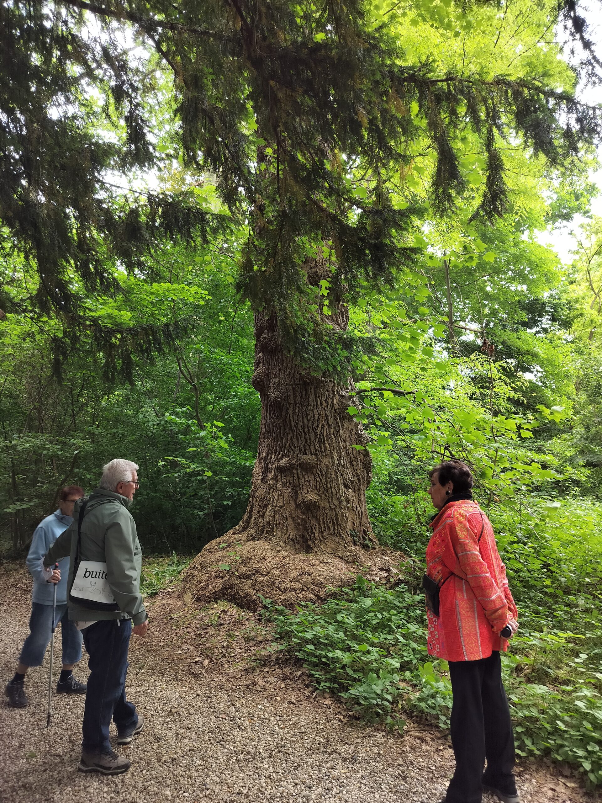 Drie mensen wandelen langs een imposante, oude boom in een groene bosrijke omgeving.
