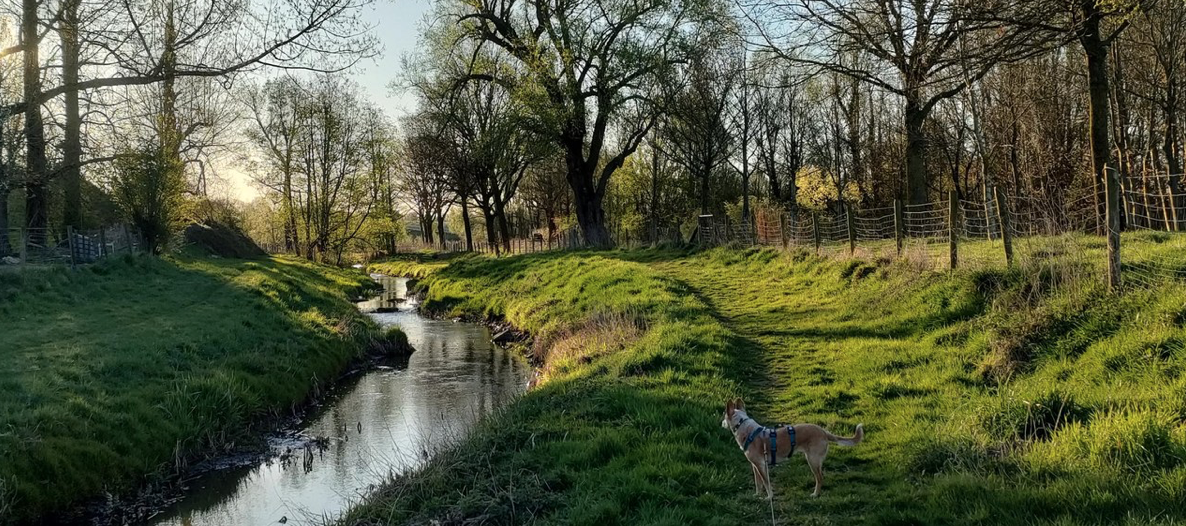 Hond aan de oever van een rustig riviertje met bomen en grasland in zonsondergang.