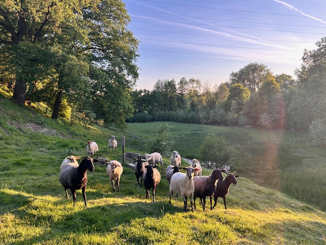Een kudde schapen op een groene heuvel bij zonsondergang, omgeven door bomen.
