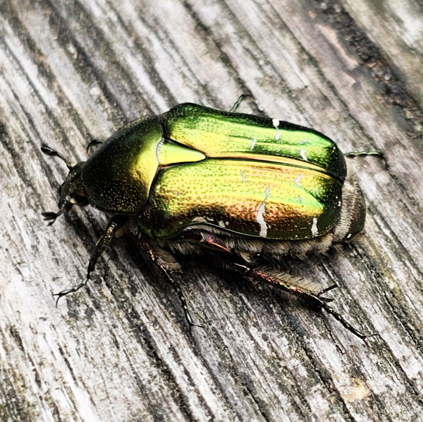 Groene kever met iriserende kleuren op verweerd hout.