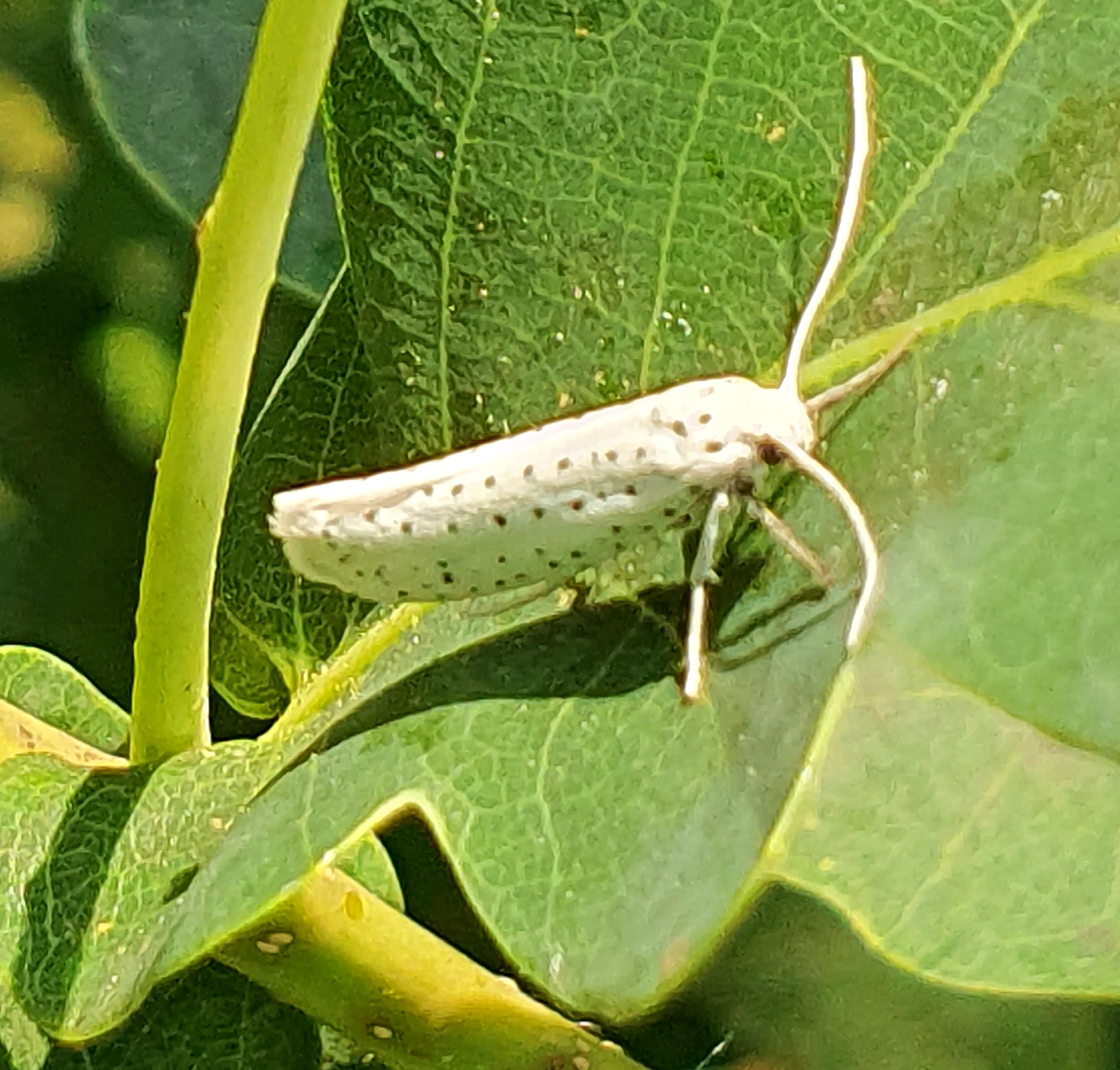Witte mot met zwarte stippen op groene bladeren in de zon.