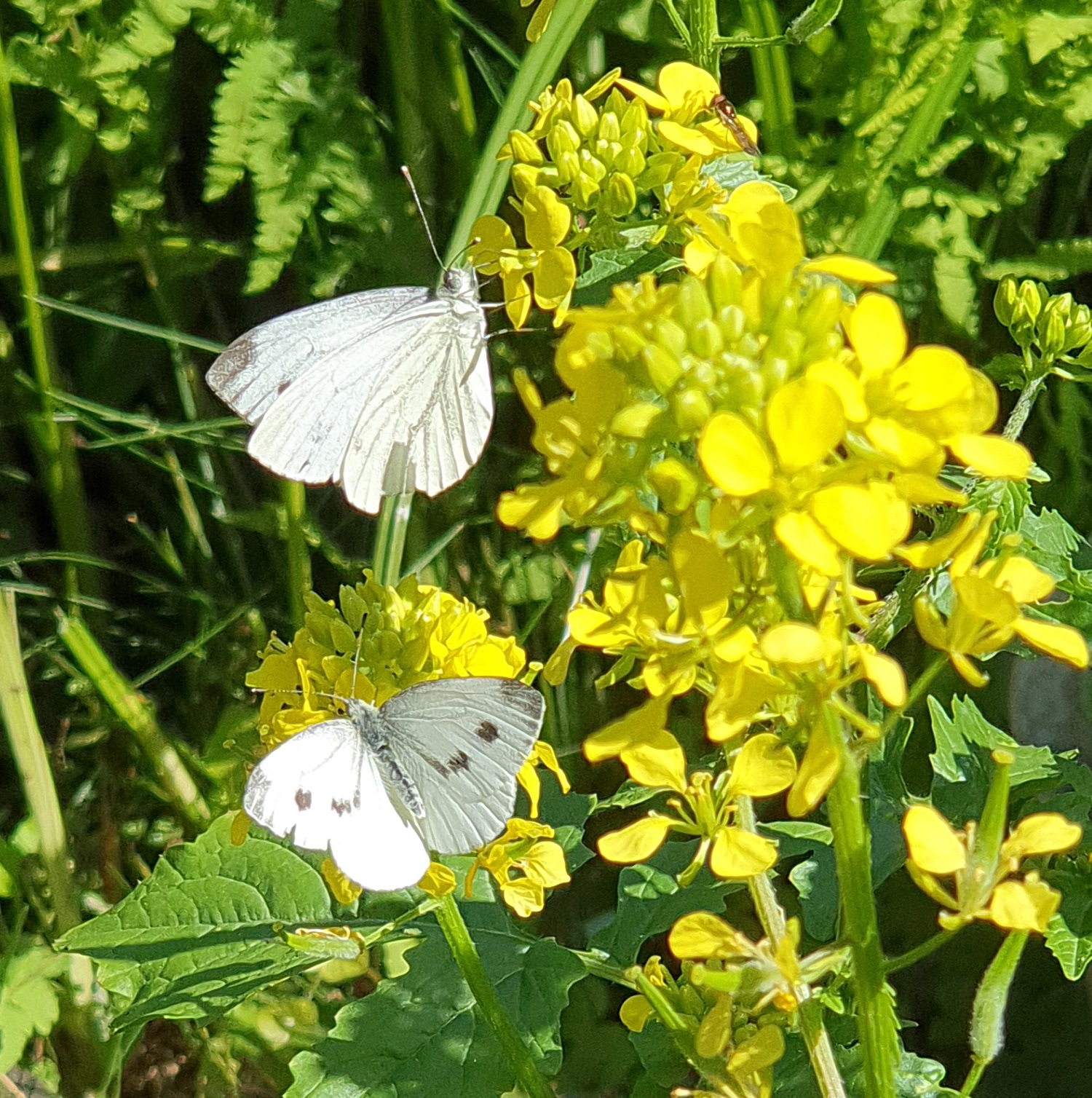 Twee witte vlinders op gele bloemen met groene bladeren op de achtergrond.