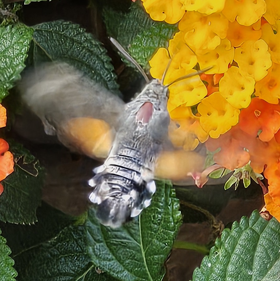 Kolibrievlinder voedt zich met nectar van felgekleurde bloemen, omringd door groene bladeren.