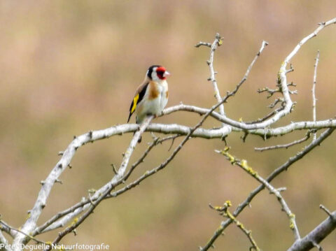 Putter op een kale tak tegen een onscherpe achtergrond.