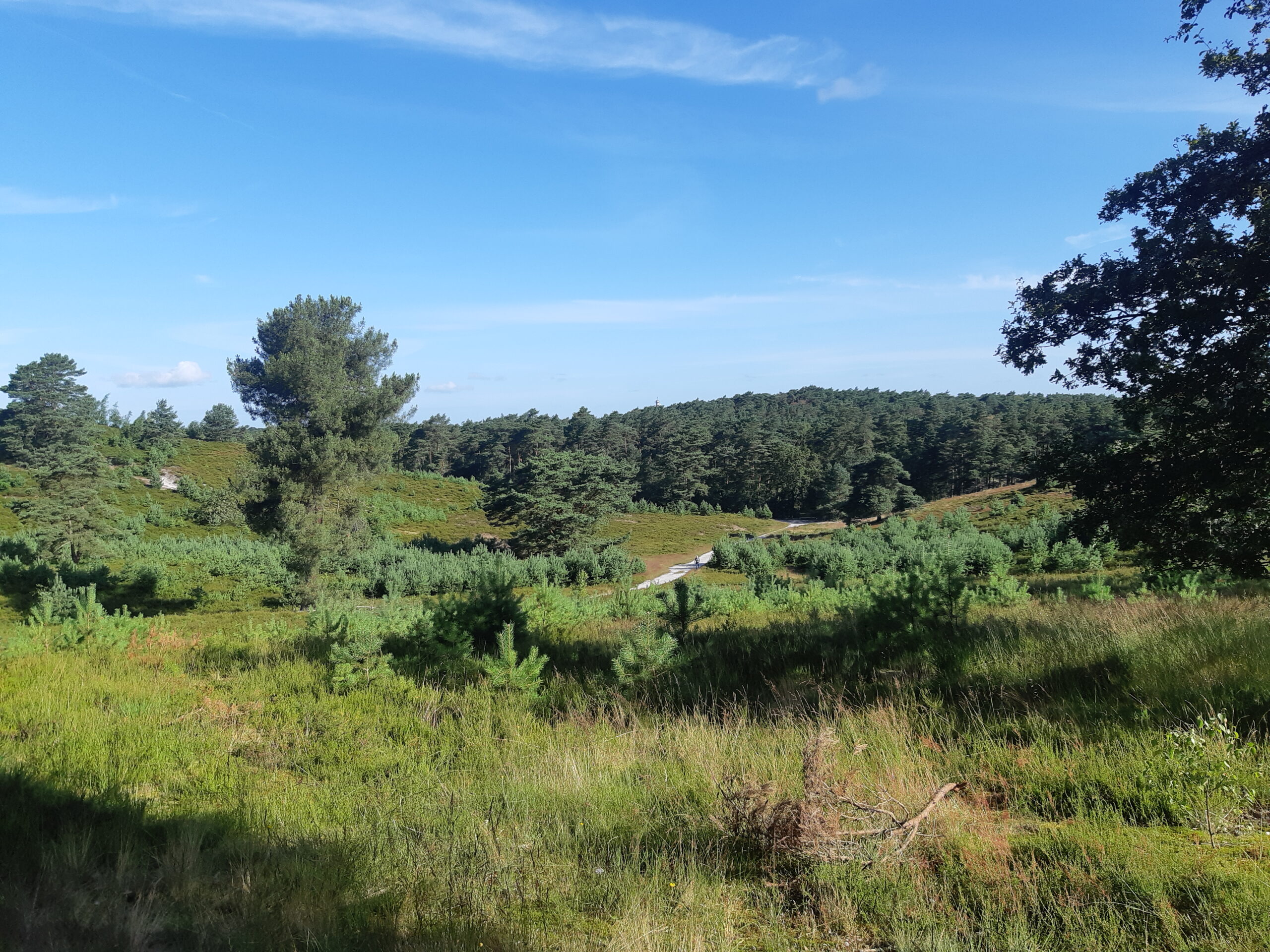 Bosrijk landschap met groene velden en bomen onder een heldere blauwe hemel.