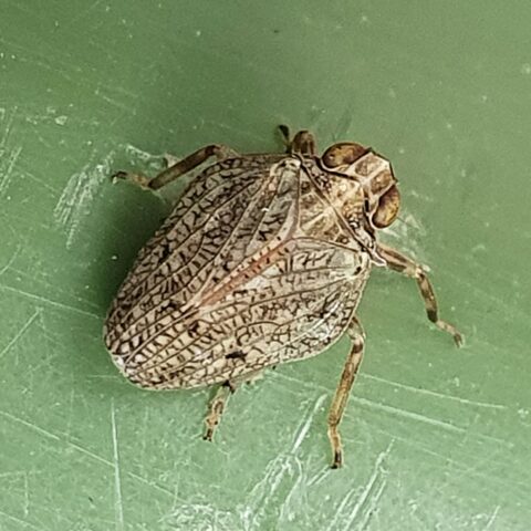 Close-up van een bruine kever op een groene ondergrond.