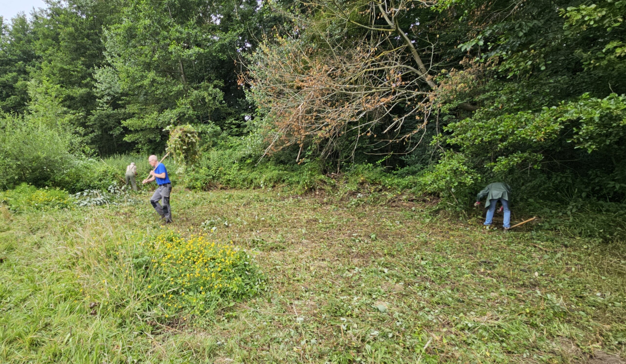 Twee mensen verwijderen struiken en snoeien in een groene open plek.