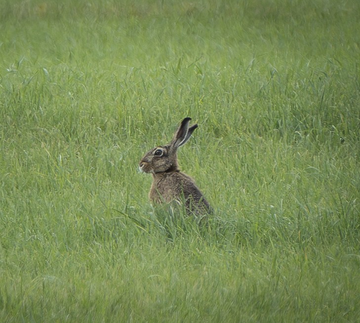 Een haas zit rechtop in hoog gras, omringd door groen.