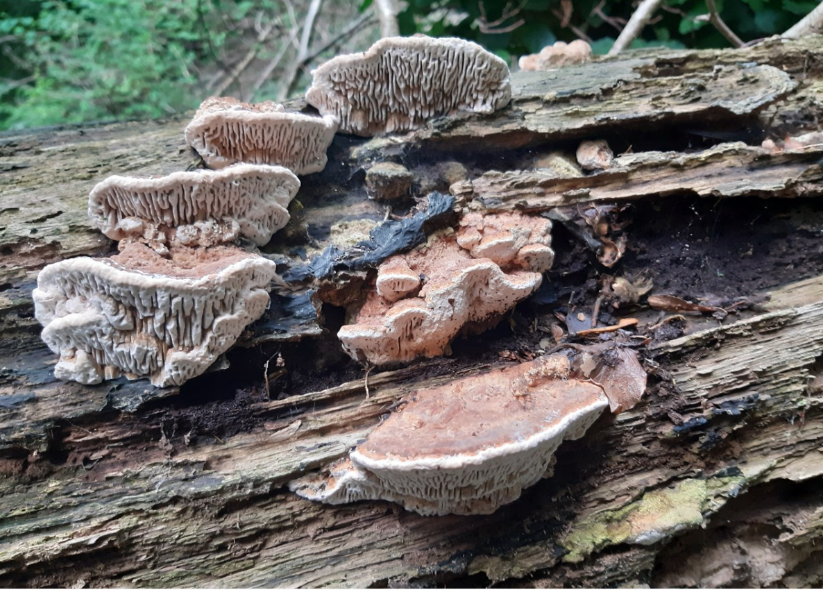 Paddenstoelen groeien op een rottende boomstam in een bosrijke omgeving.