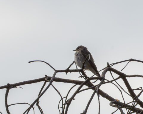Zangvogel op kale takken tegen een bewolkte lucht.