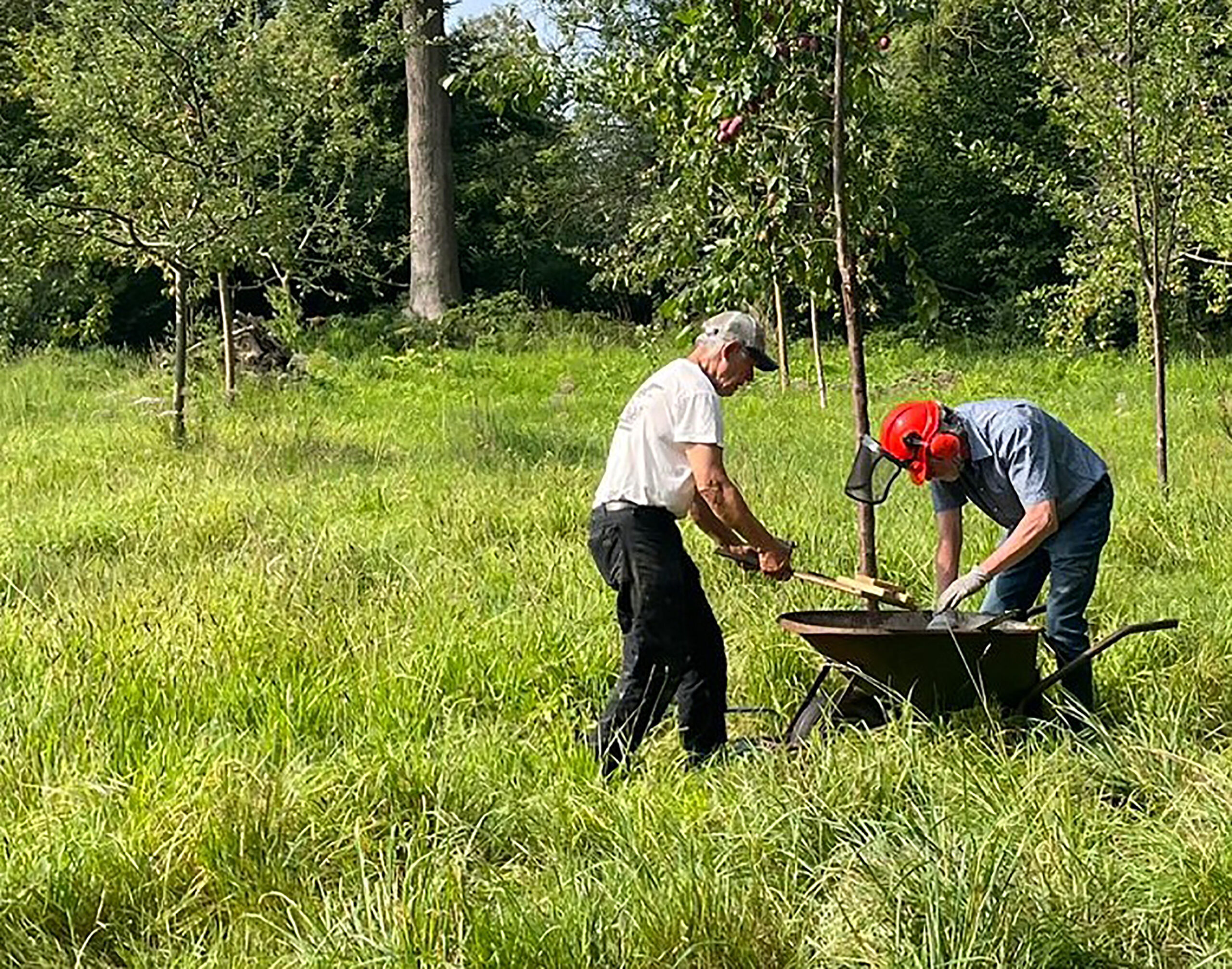 Twee mannen werken samen in een grasveld met een kruiwagen, omringd door bomen.