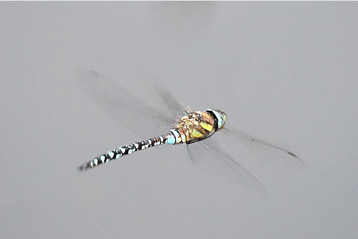 Libelle zweeft boven grijs water met kleurrijk lichaam en doorschijnende vleugels.