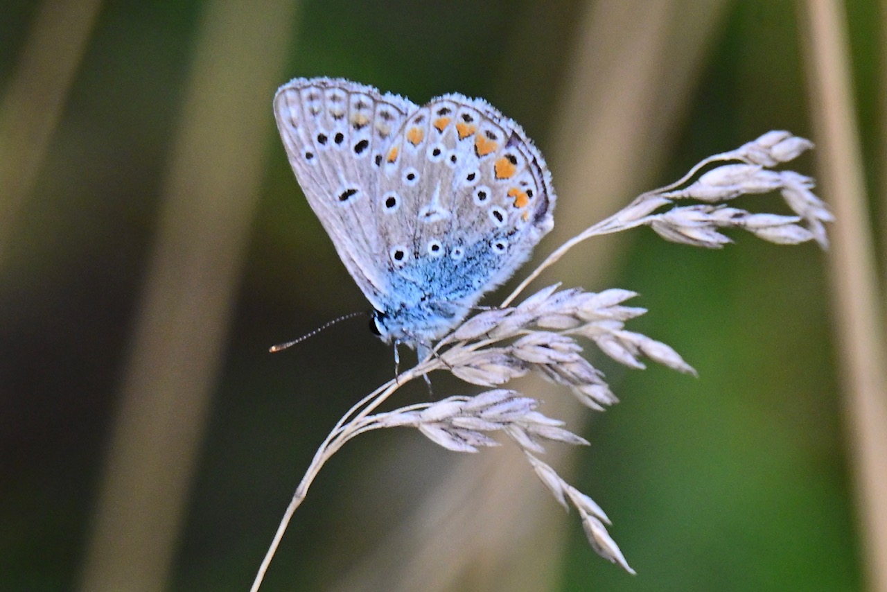 Kleine blauwe vlinder rust op een grasstengel tegen een vage groene achtergrond.