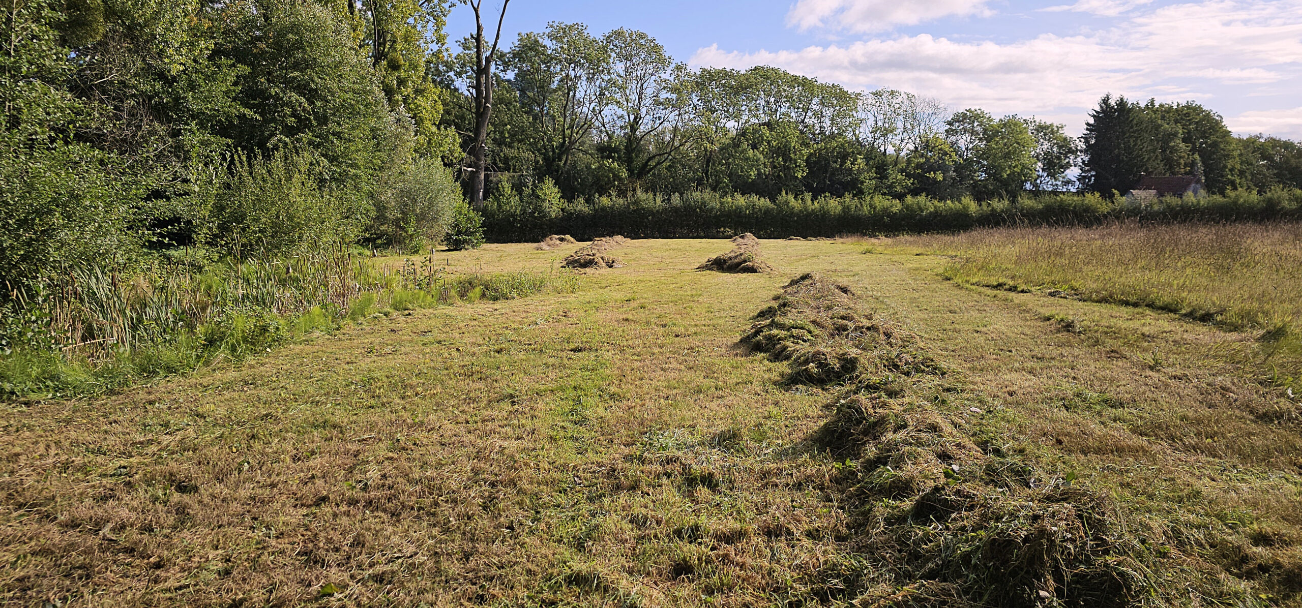 Een pasgemaaid veld met rijen gras tussen groene bomen en een lichte, bewolkte hemel.
